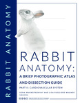 Rabbit Anatomy: A Brief Photographic Atlas and Dissection Guide - Part II: Cardiovascular System by Soma Mukhopadhyay and Lisa Ruggiero Wagner